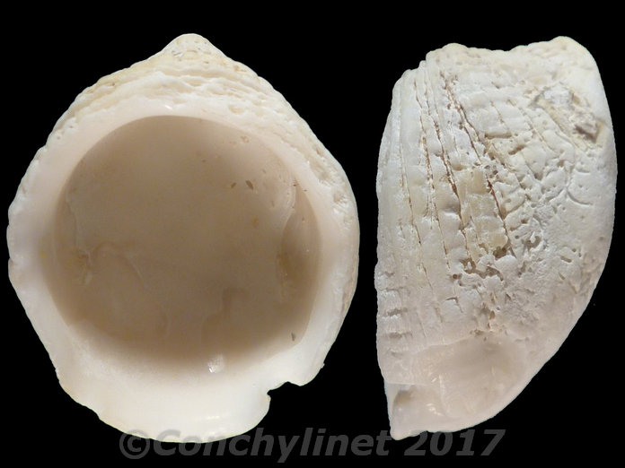 Sabia australis Sabia australis