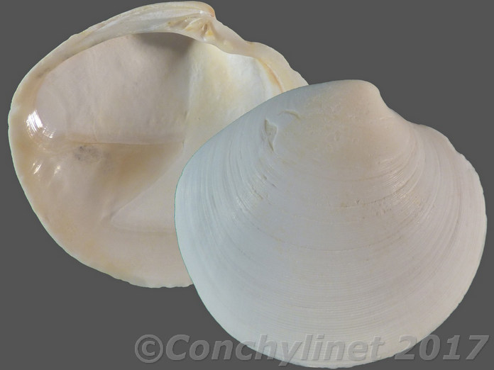 Dosinia caerulea