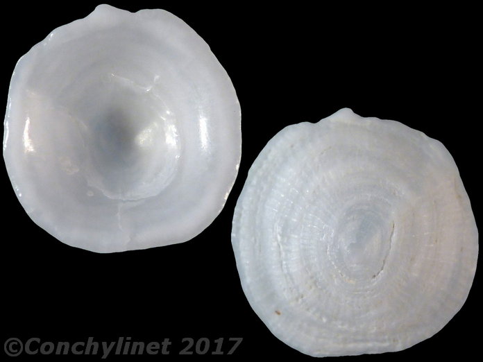 Antisabia foliacea
