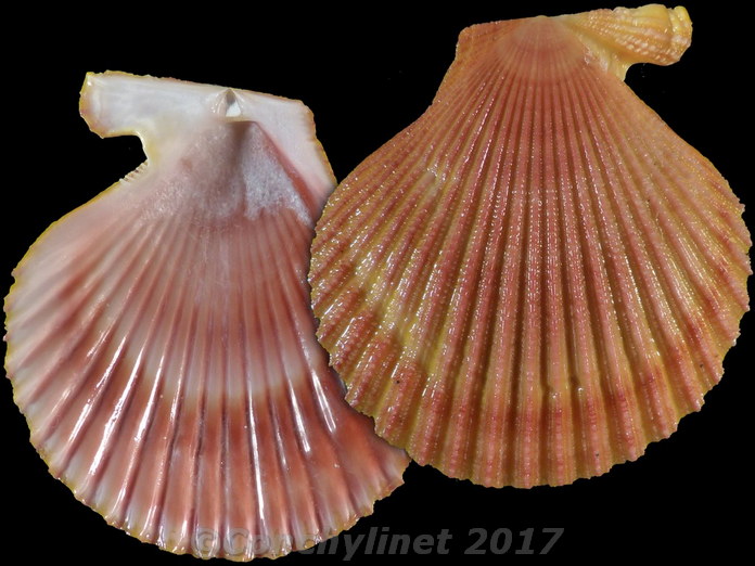 Mimachlamys asperrina