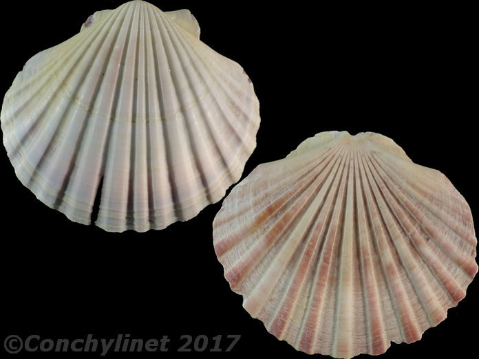 Pecten fumatus