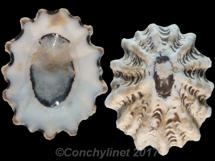 Patelloida alticostata