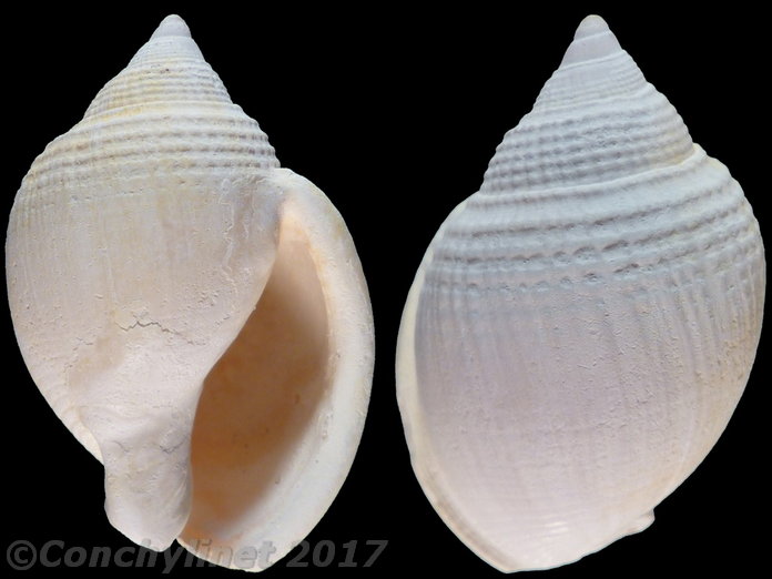 Semicassis semigranosum