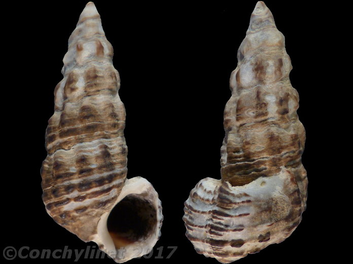 Batillaria australis