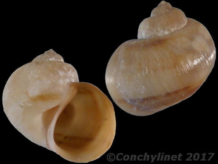 Salinator fragilis