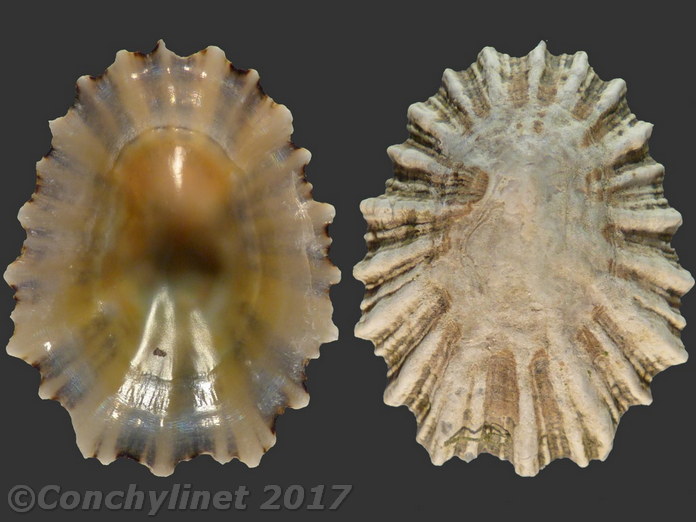 Patella depressa