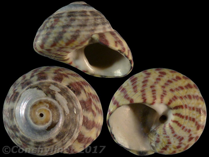 Gibbula umbilicalis