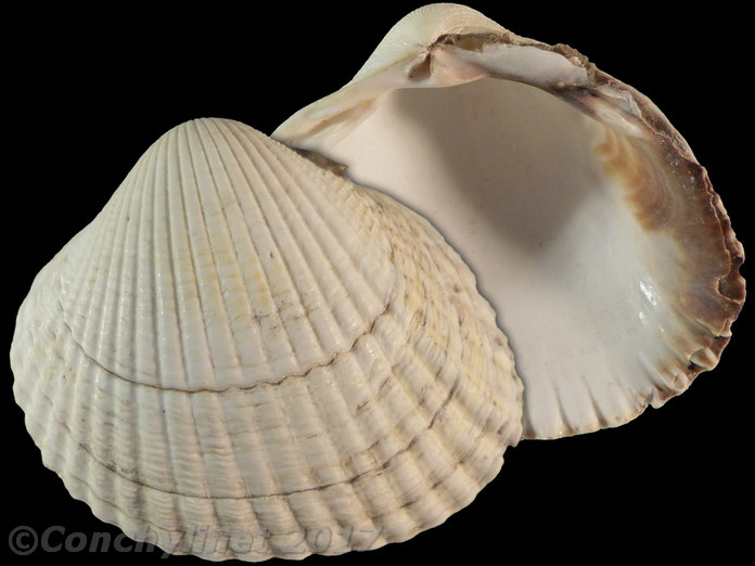 Cerastoderma edule