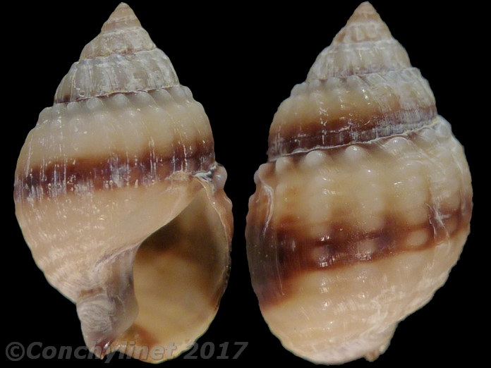 Nassarius pauperatus