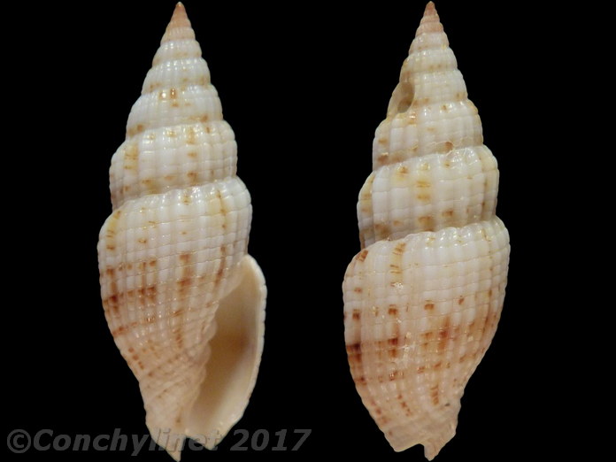Vexillum acupictum
