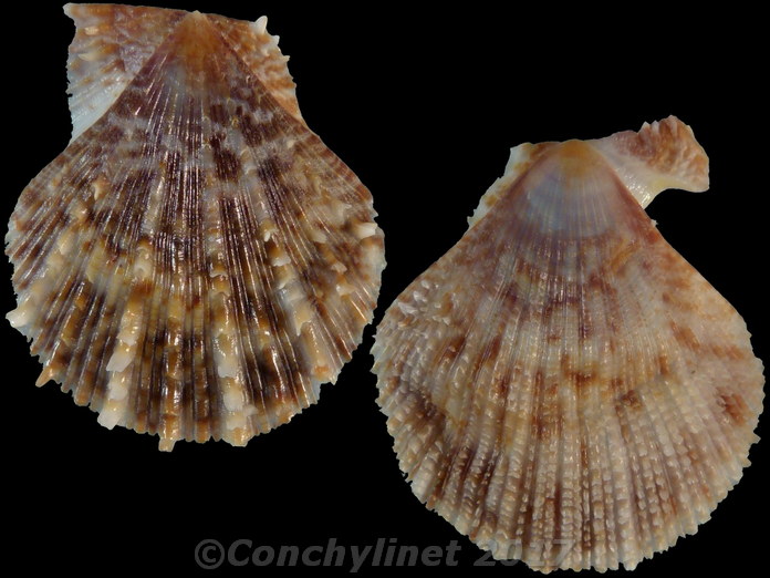 Laevichlamys lemniscata