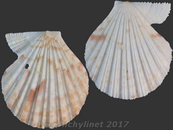 Glorichlamys elegantissima