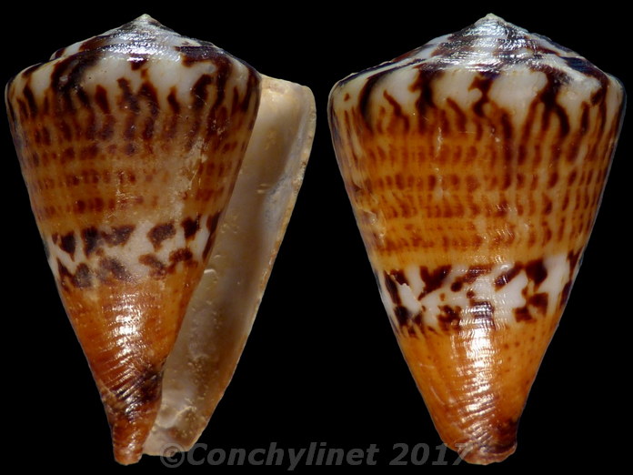 Conus capitaneus