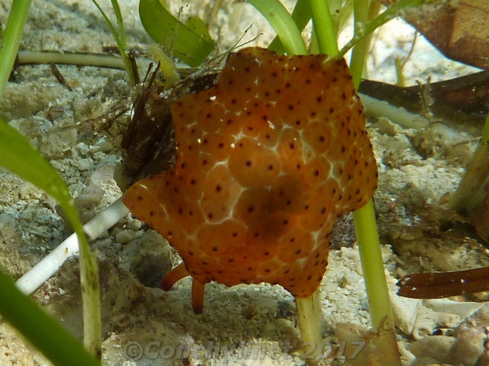 Pleurobranchus forskalii