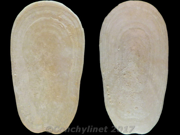 Scutus unguis