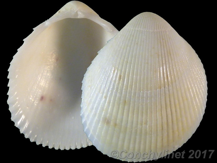 Acrosterigma simplex