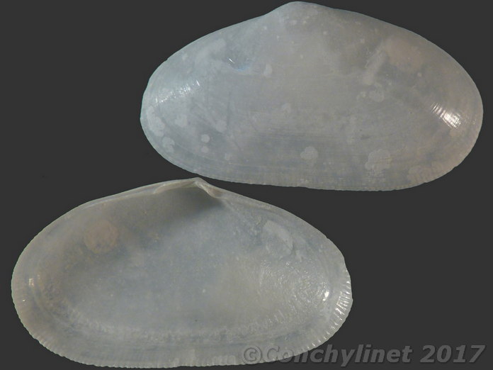 Barrimysia cumingii