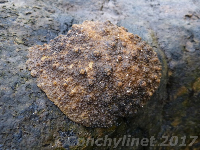 Onchidium verruculatum