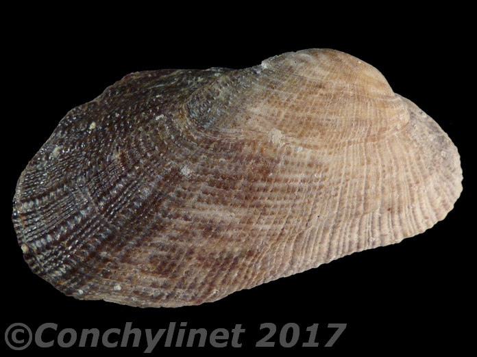 Barbatia setigera