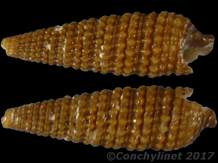 Monophorus erythrosoma