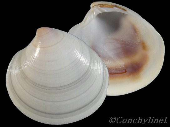 Dosinia lupinus
