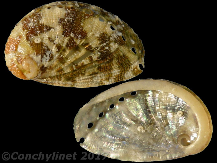 Haliotis tuberculata