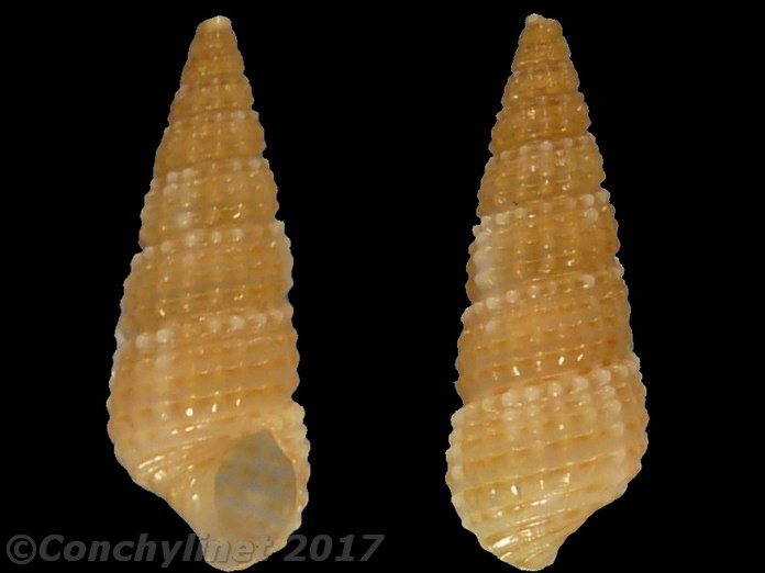 Bittium latreillii