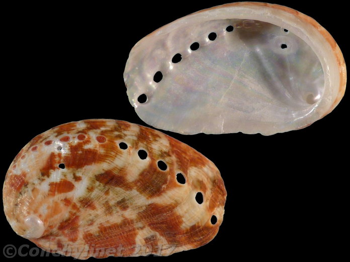 Haliotis tuberculata
