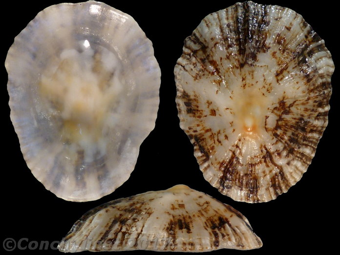 Patella depressa