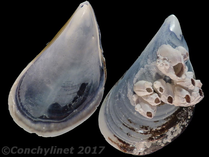 Mytilus galloprovincialis