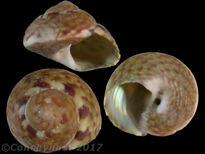 Gibbula umbilicalis