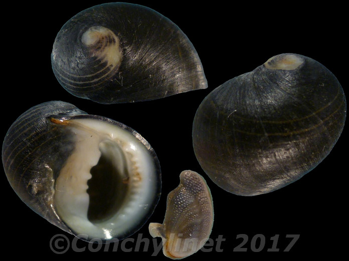 Nerita senegalensis