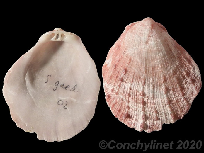 Spondylus gaederopus