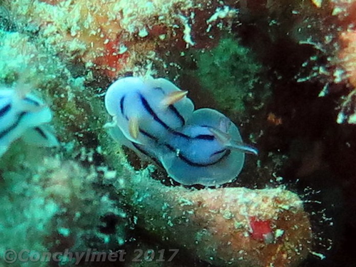 Chromodoris lochi