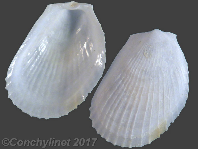 Limaria dentata