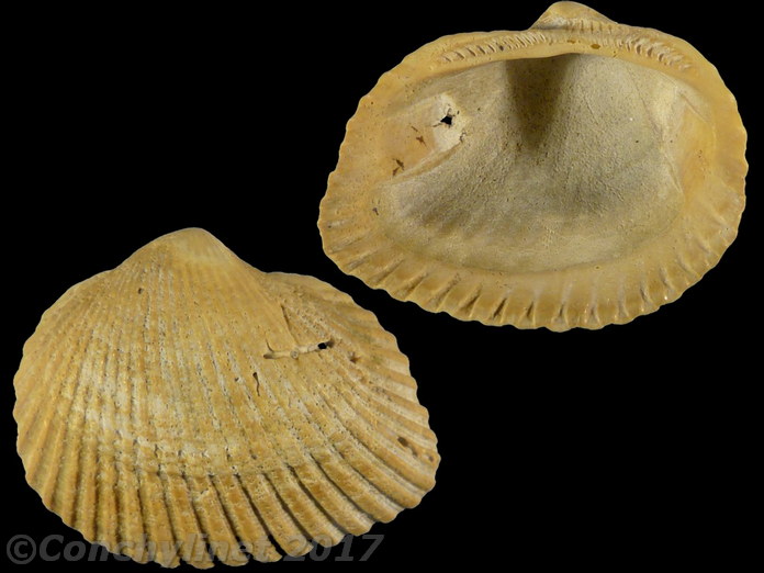 Anadara ovalis