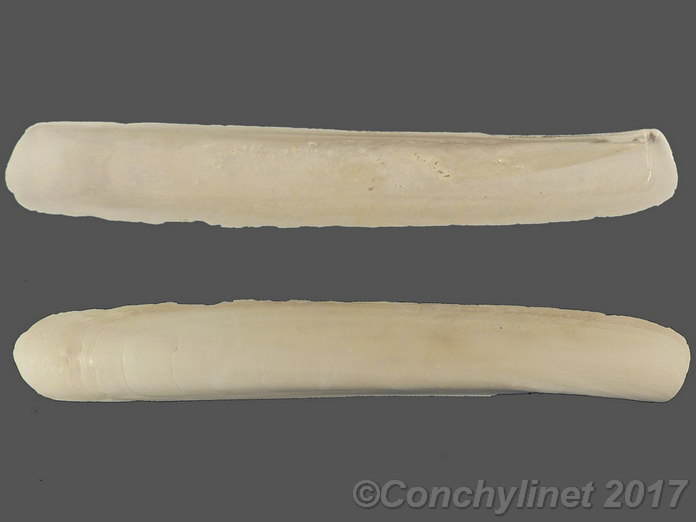 Ensis leei