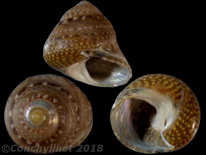 Oxystele impervia