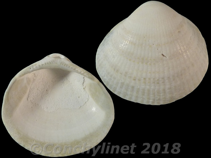 Glycymeris connollyi