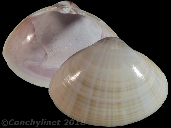 Mactra lilacea