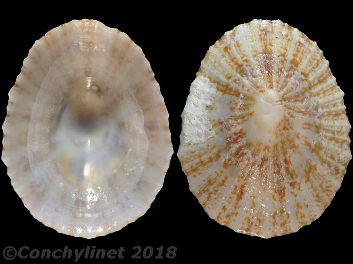 Cymbula miniata