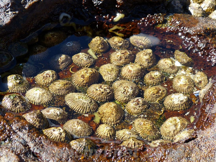 Siphonaria oculus