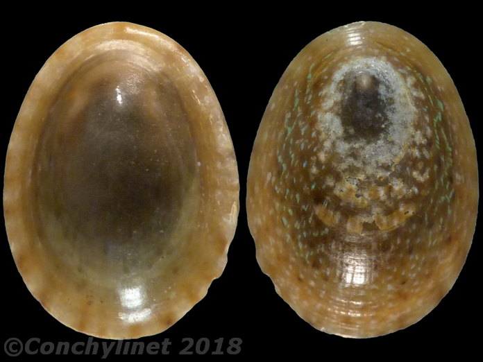 Helcion pruinosus
