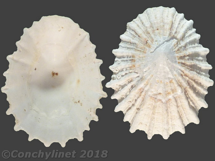 Scutellastra barbara