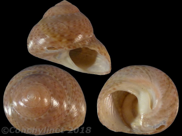 Oxystele impervia