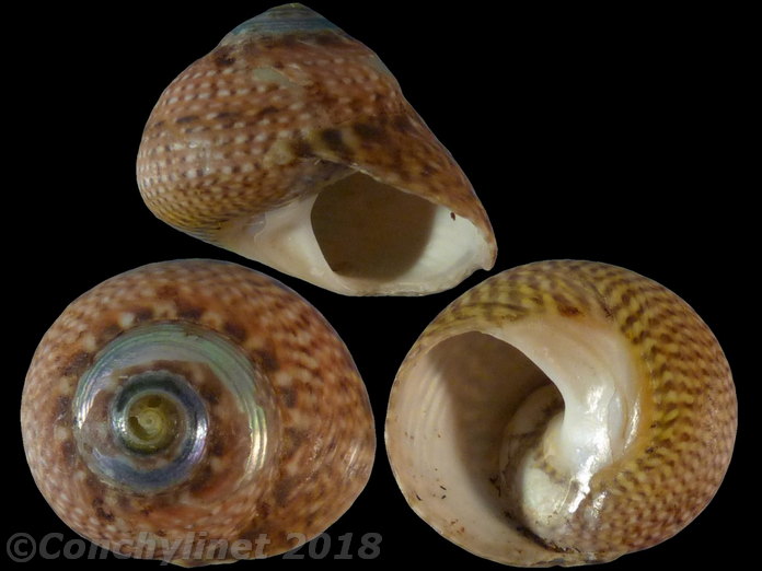 Oxystele impervia