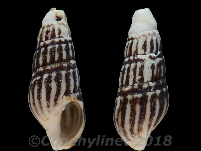 Clionella sinuata