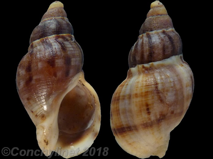 Burnupena catarrhacta
