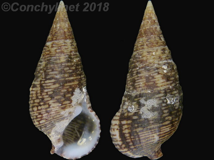 Cerithium adustum