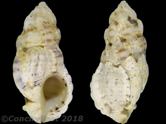 Dermomurex obeliscus